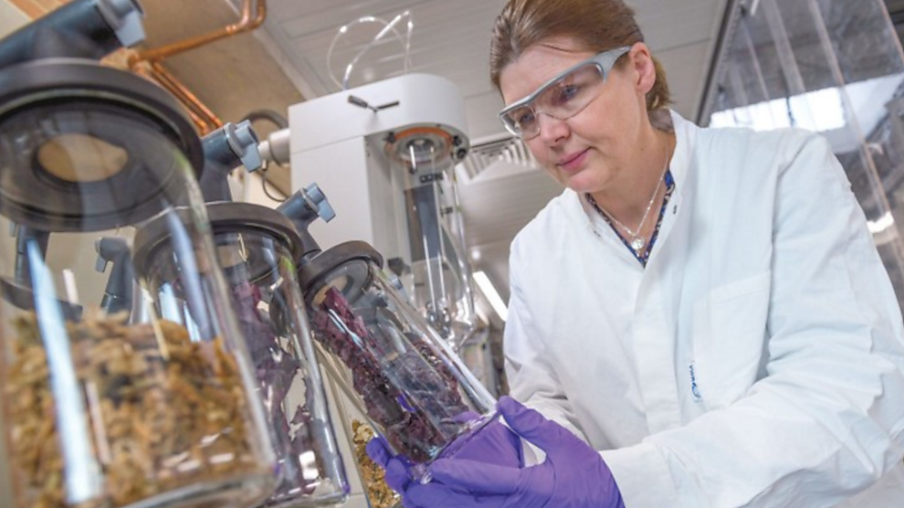 How the Netherlands is building a seaweed industry
