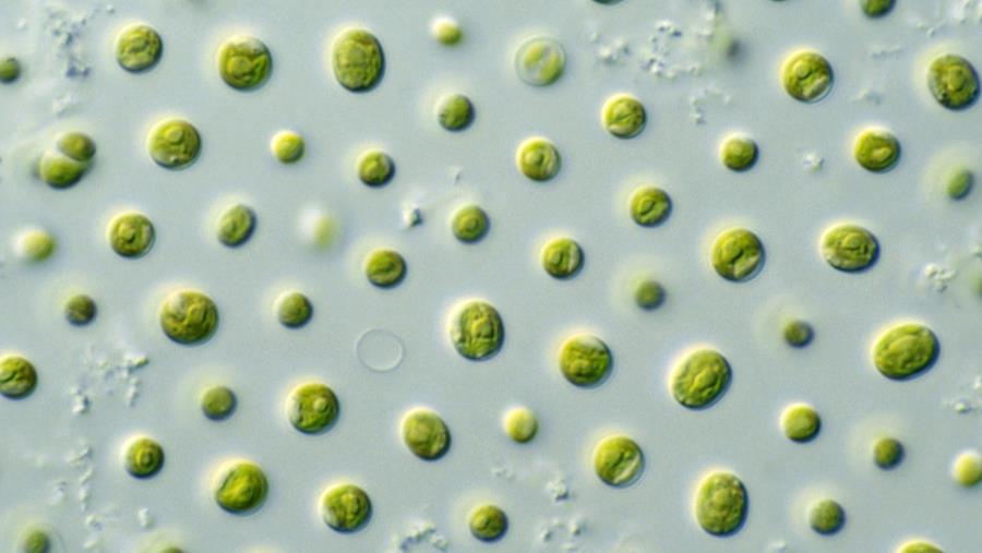 Nieuwe normalisatie voor algen van start