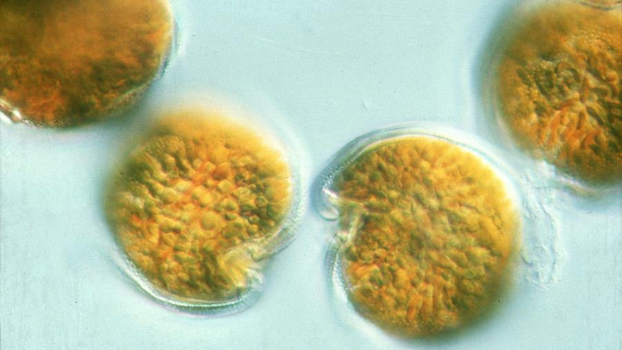 Goedkope CO2-opname op basis van algen