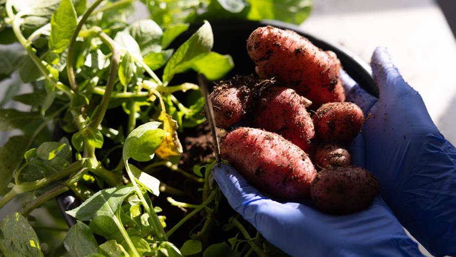 Eiwitbiofabriek in een aardappel