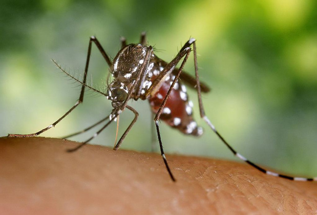 Dengue, chikungunya, Zika... le risque d'épidémie à nos portes