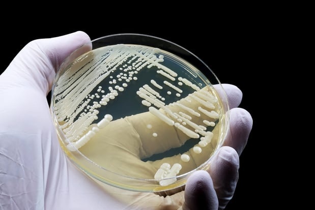 HGR adviseert over candida auris