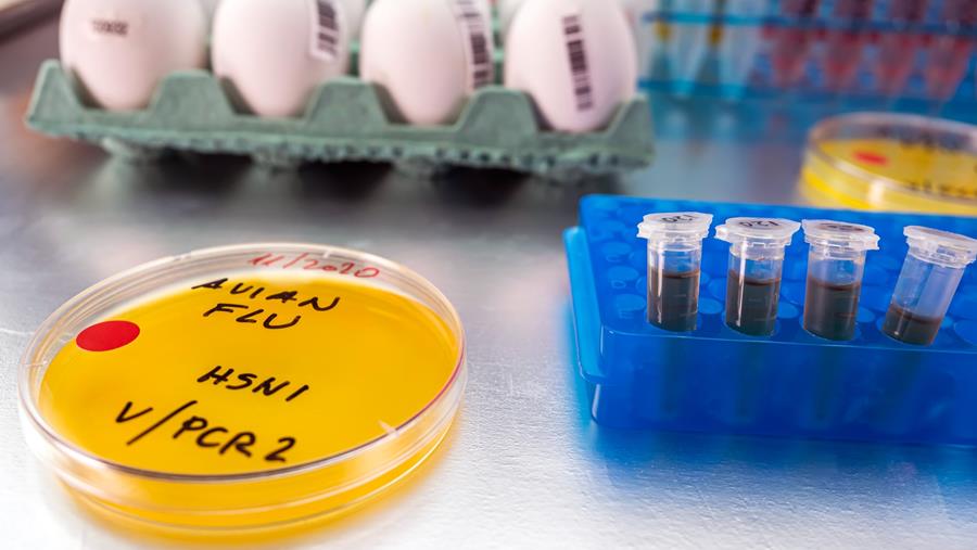 Al vier doden door vogelgriep in Cambodja