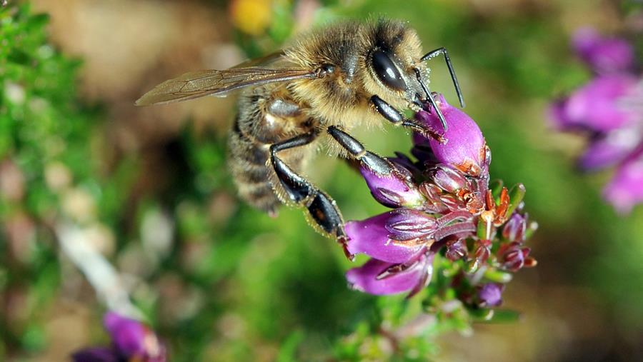 L’impact environnemental des pesticides : un bilan alarmant