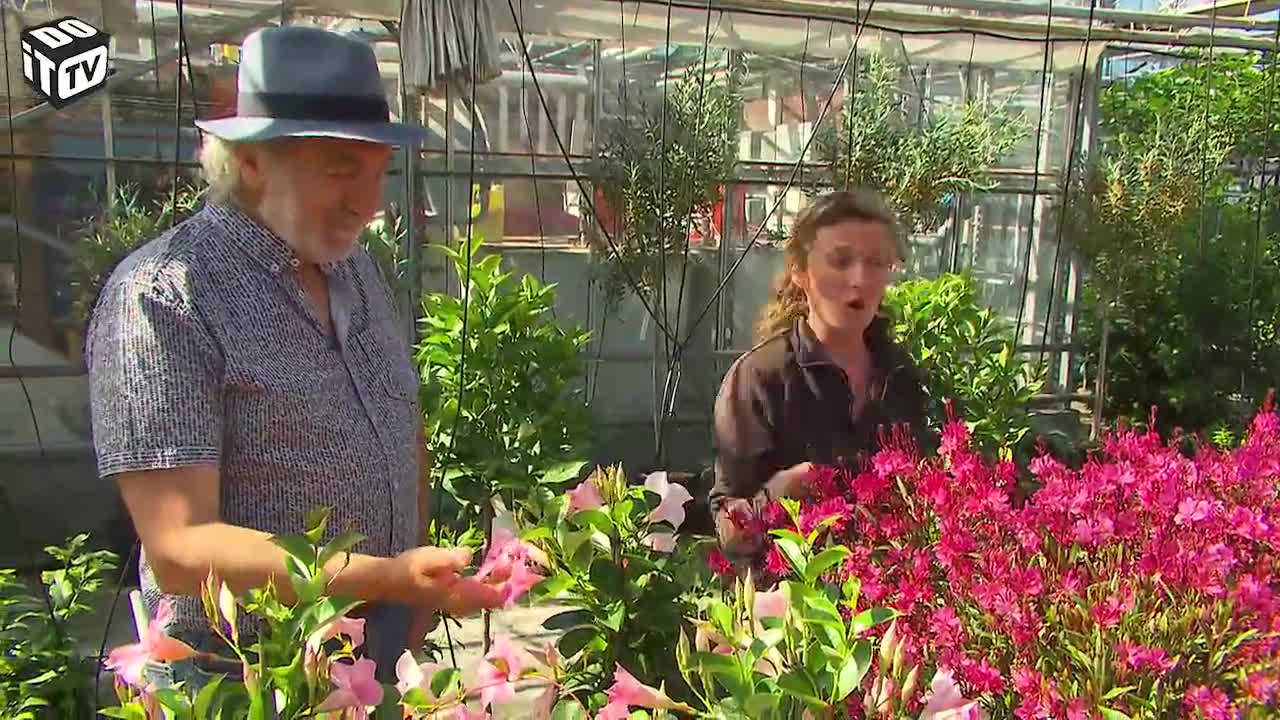 ZUIDERSE PLANTEN VOOR JE TERRAS